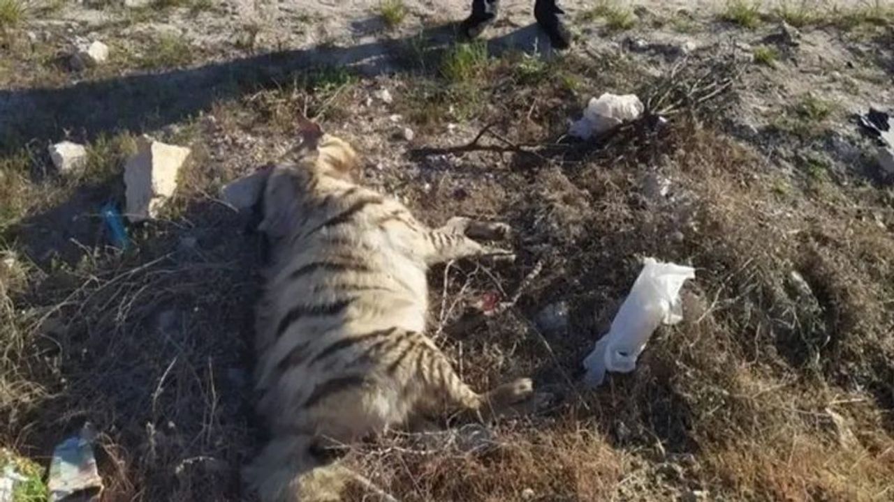 Şanlıurfa’da Nesli Tükenme Tehlikesi Altındaki Çizgili Sırtlan Ölü Bulundu