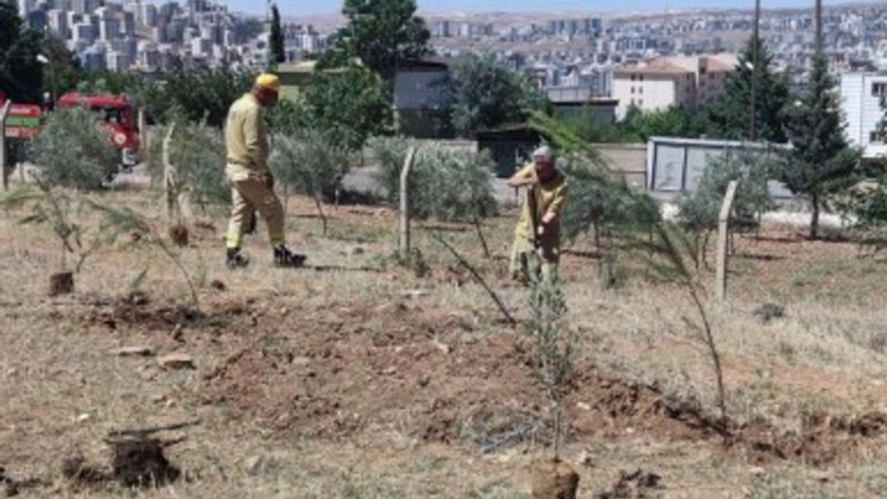 Şanlıurfa'da Orman Arazisine İzinsiz Yerleşenlere Anında Müdahale!
