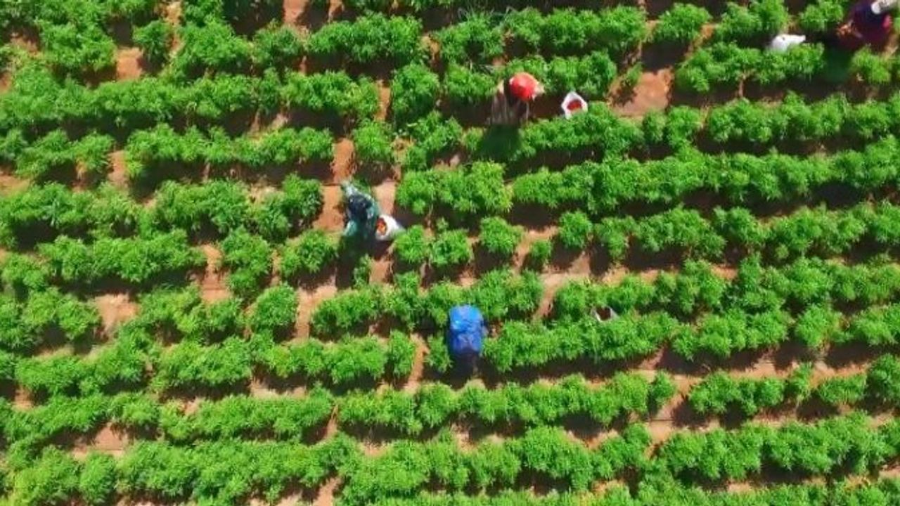 Şanlıurfa’da Tarım İşçilerine Göz Sağlığı Uyarısı: Güneş Gözlüğü ve Şapka Kullanın