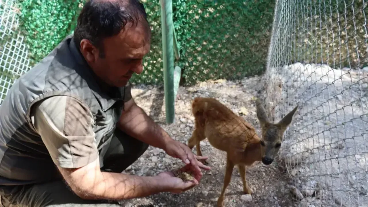 Kilis'te Bulunan Karaca Yavrusu Şanlıurfa'da Koruma Altına Alındı