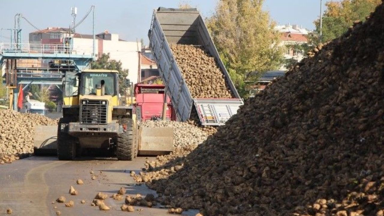 Kuraklığa Rağmen Şeker Pancarı Üretimi Devam Edecek!