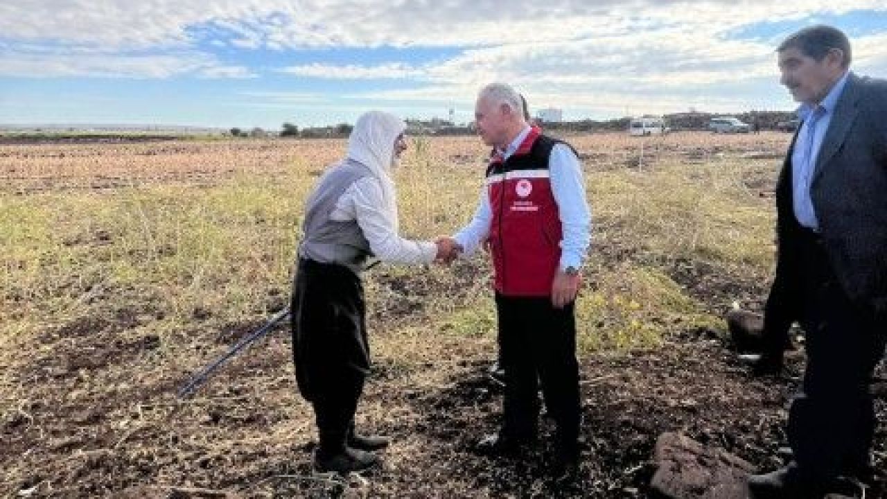 Şanlıurfa’da Çeltik Hasadına Mehmet Salih Söğüt Katıldı!