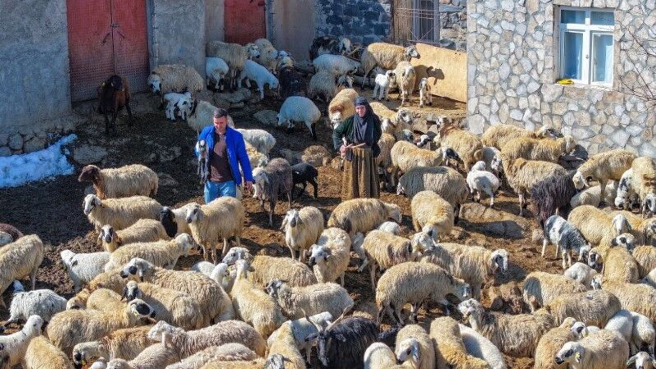 Mevsimsel Yağışlar Karacadağ’da Besicilerin Yüzünü Güldürdü