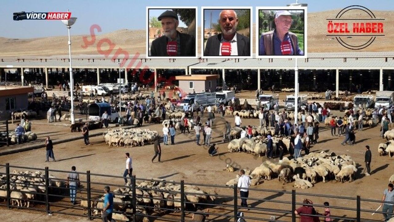 Şanlıurfa’da Kurbanlık Fiyatları Tepkisi: “Devlet Üretici ile Vatandaş Arasında Köprü Olsun”