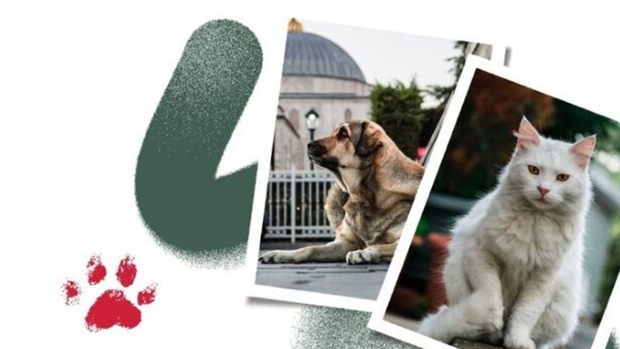 Şanlıurfa Barosu’ndan Sokak Hayvanları İçin Çağrı