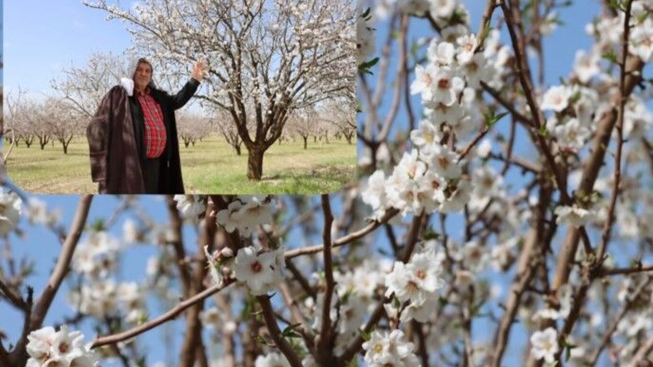 Şanlıurfa Badem Üretiminde Zirveye Yaklaşıyor!