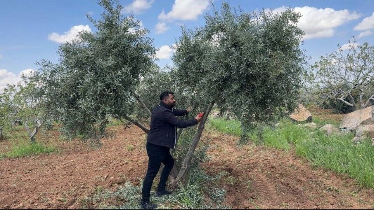 Şanlıurfa’da Zeytin Üreticilerine Kritik Uyarı