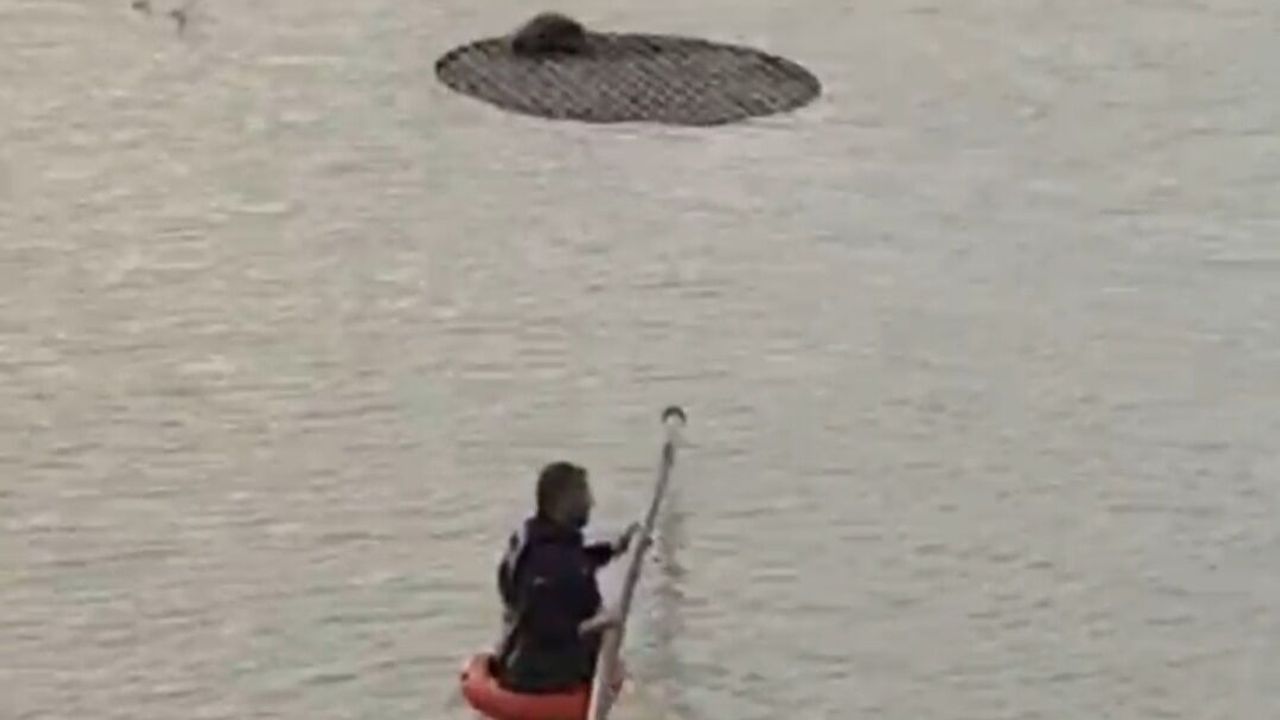 Şanlıurfa’da Sulama Havuzuna Düşen Tilki Kurtarıldı
