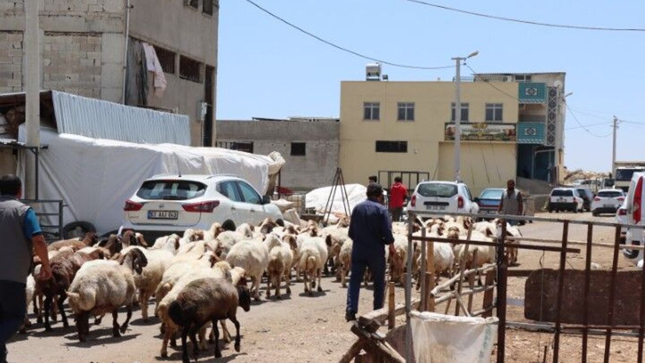 Şanlıurfa Büyükşehir’den Kurban Bayramı Öncesi Yoğun İlaçlama Çalışması
