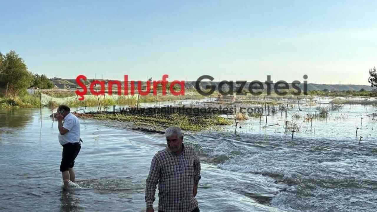 Birecik’te Baraj kapakları açıldı Su Fıstık Bahçelerini Vurdu