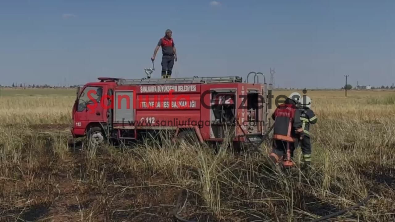 Şanlıurfa’da Buğday Tarlasında Yangın: 10 Dönüm Al
