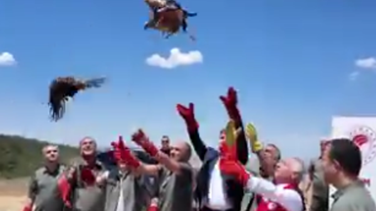 Şanlıurfa’da Yaralı Olarak Bulundular, Sağlıkların