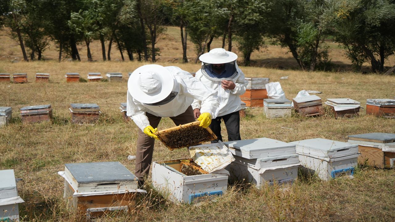 Muş Ovası'nda Rekor Hasat: 290 Bin Kovandan 700 Ton Bal Çıktı a w794071 06