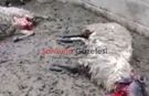 Şanlıurfa'da Ahıra Giren Kurt Paniğe Neden Oldu: 2 Koyun Telef Oldu