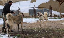 Kangal köpekleri Şanlıurfa"nın merkezinde bile hayatlarına çok güzel devam edebilirler