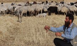 Çoban ile kek ve lahmacun yiyen koyunu "Gülçin"in gülümseten dostluğu (video)