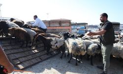  Hayvancılığın merkezlerinden Şanlıurfa'da kurban pazarlarında hareketlilik başladı
