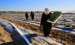 Adana'da karpuz fideleri toprakla buluştu