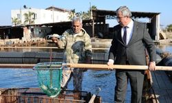 İç piyasada tüketilmeyen mavi yengece yurt dışı talebi