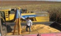 Şanlıurfalı mısır ve buğday üreticisine haber TMO'dan geldi: 5 milyon ton buğday, 1,5 milyon ton mısır alınacak