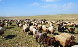 Şanlıurfalı besicilere müjde: Hayvanlarınız artık o proje ile güvende!