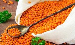 Ceylanpınar Tarım İşletmesi, 3 bin 562 ton mercimek satacak