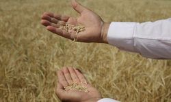 Çiftçinin alın teri değerini buluyor: Ceylanpınar TİGEM’den Şanlıurfa’da 200 Milyon liralık dev buğday ihalesi!