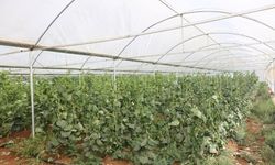 MODERN ÜRETİM SERA İLE PLASTİK ÖRTÜLÜ ALIŞTIRMA SERA ONARILMASI