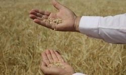 Şanlıurfa'da mısır, arpa, buğday... hangi ürün ne kadar oldu? TÜRİB haftanın zahire fiyatlarını açıkladı