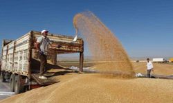 Türkiye'nin tahıl ambarı Şanlıurfa'da, Arpa, Mercimek ve Buğday piyasasında son durum ne?