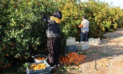 Tarım Kredi Kooperatifleri Şanlıurfa Bölge Birliği Genel Kurulu için tarih belli oldu