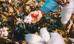 2025 Yılı Pamuk Destekleme Fiyatı Açıklandı