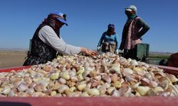 Efsane Sarımsağa İspanya'dan Yatırım