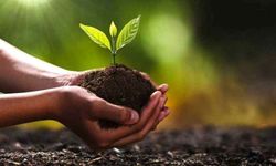 2025 YILI FİDAN ÜRETİM VE BAKIM ÇALIŞMASI