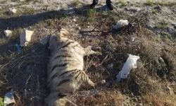 Şanlıurfa’da Nesli Tükenme Tehlikesi Altındaki Çizgili Sırtlan Ölü Bulundu