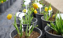 Şanlıurfa'da Nesli Tükenme Tehlikesi Altındaki Ters Laleler Koruma Altında: Zarar Verene 577 Bin Lira Ceza