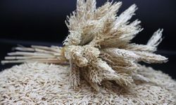 Arpa üretiminde bu yıl son durum ne? Şanlıurfalı üreticiler dikkat; Tarım ve Orman Bakanlığı raporladı