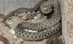 Beypazarı'nda Şantiyede 4 Dev Yılan!