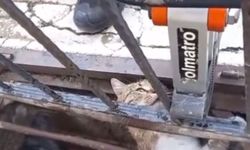 Mazgala Sıkışan Kedi Kurtarıldı!