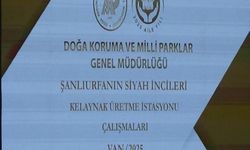 Şanlıurfa’da Kelaynaklar İçin Yeni Dönem!
