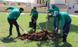 Haliliye’de Görenleri Şaşırtan Yeşil Devrim!