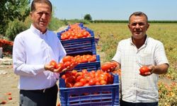 150 bin ton domates rekoltesi bekleniyor, fiyatlar üreticiyi üzüyor
