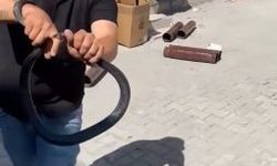 Yılana Parmağını Kaptıran Kemal Başer’in O Anları Kamerada