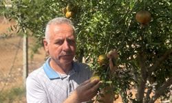 Şanlıurfa Tarım İl Müdürü Söğüt’ten Kalecik’te Nar Bahçesi Ziyareti
