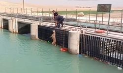 Şanlıurfa'da Sulama Kanalına Düşen Köpek İtfaiye Ekiplerince Kurtarıldı
