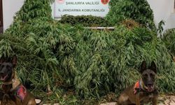 Şanlıurfa'da Uyuşturucuya Geçit Yok: Haliliye'de Operasyon!