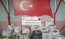 Şanlıurfa'da TİGEM arazisinde fıstık hırsızlığı! 13 kişi yakalandı!