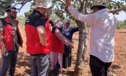 Şanlıurfa Karaköprü’de Fıstık ve Zeytin Bahçelerine Hastalık Kontrolü