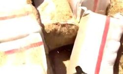 Şanlıurfa’da Narkotik Operasyonunda 7,5 Kilo Skunk Ele Geçirildi