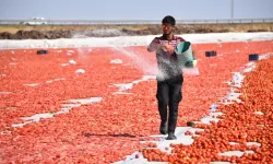 Şanlıurfa’da Kuraklık Alarmı: Domates Üreticisi Zor Durumda